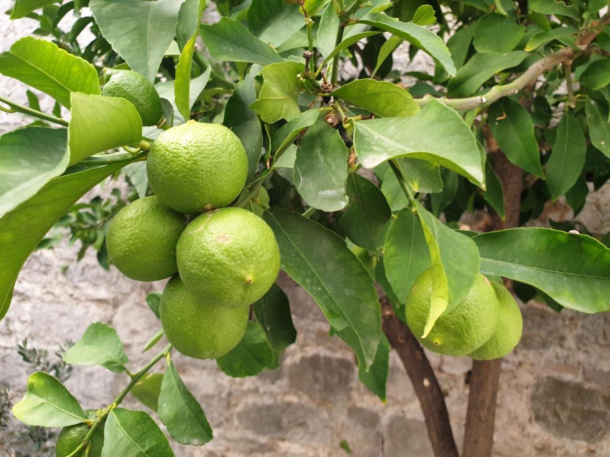 Hotel Lemon Tree à Donji Seget Extérieur photo