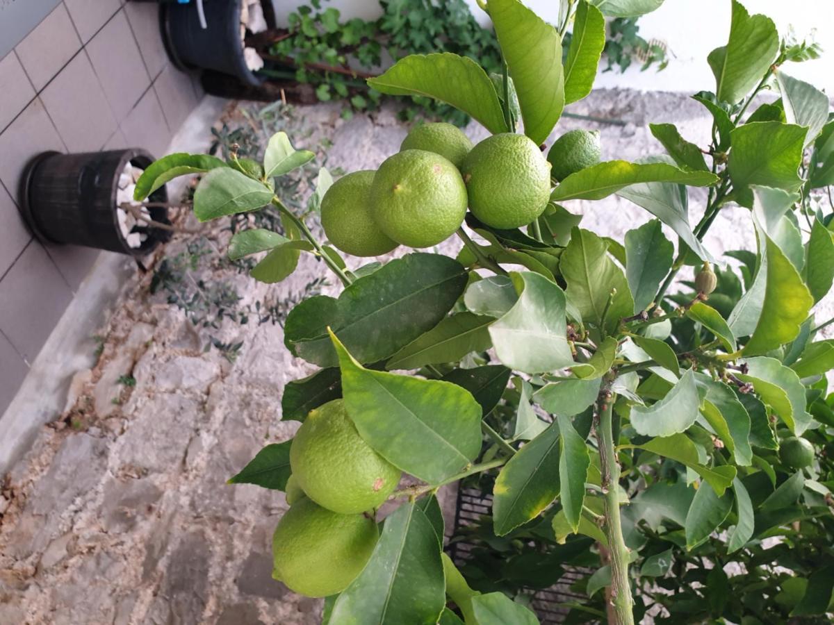 Hotel Lemon Tree à Donji Seget Extérieur photo