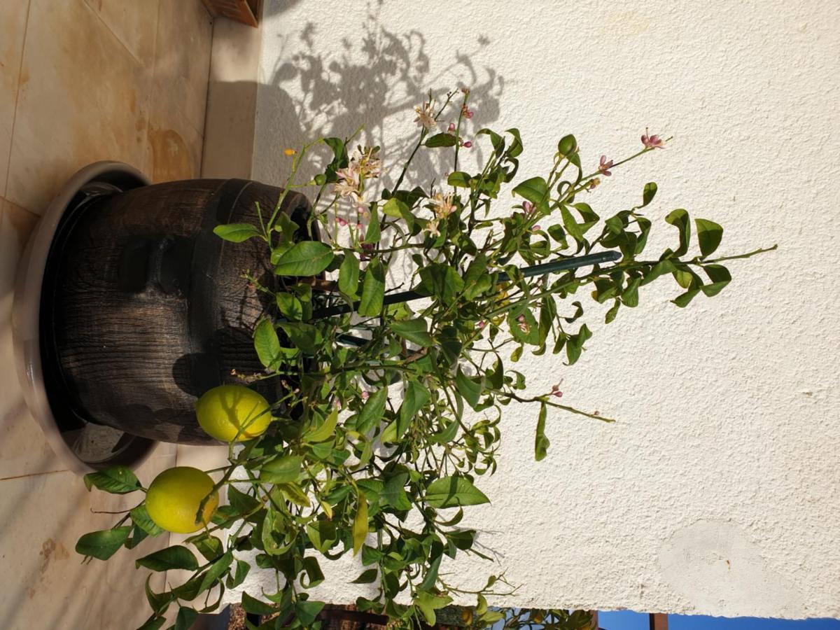 Hotel Lemon Tree à Donji Seget Extérieur photo
