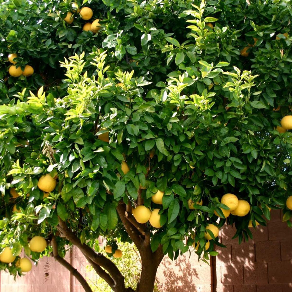 Hotel Lemon Tree à Donji Seget Extérieur photo